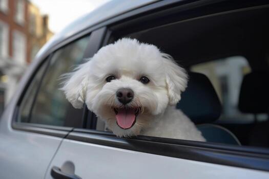 Pet package